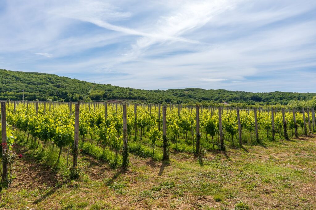 Estate Winery Katunar
