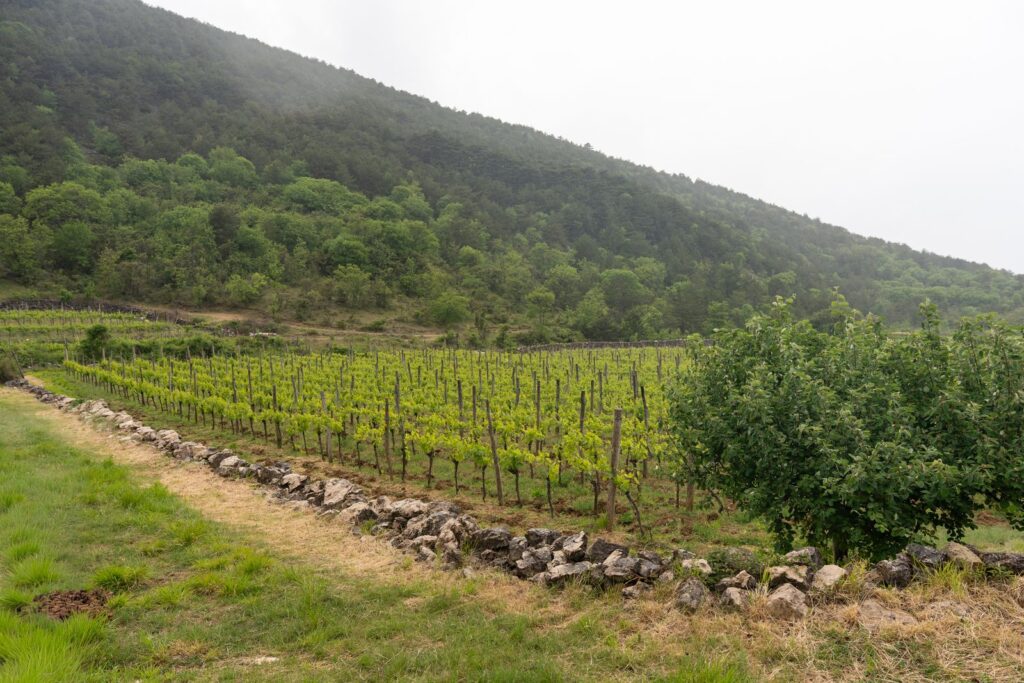 OPG Tohoraj